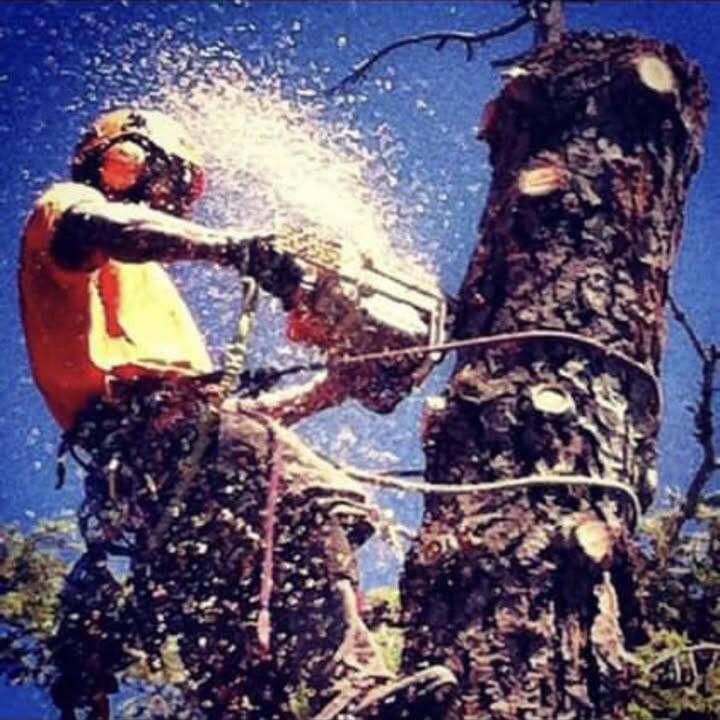 Climber in a hard hat and hi-vis shirt, roped to a limbed pine trunk, cutting it with a chainsaw against a blue sky